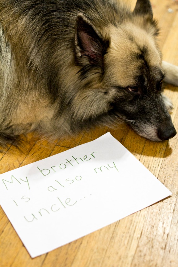 german shepherd with a sheet of paper