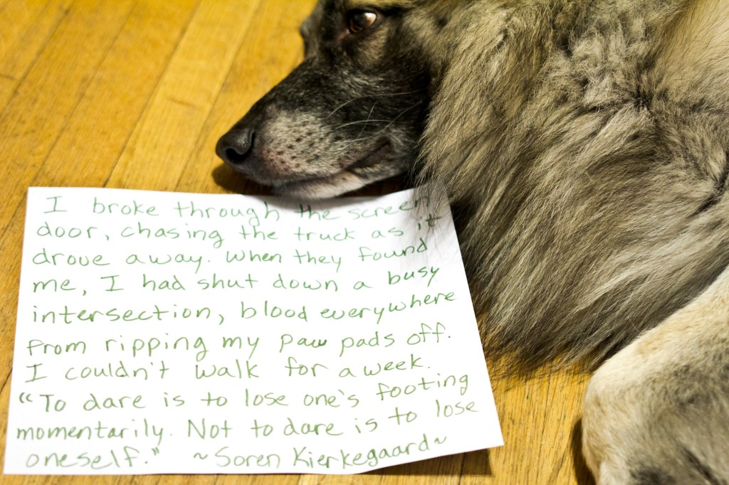 german shepherd with a sheet of paper