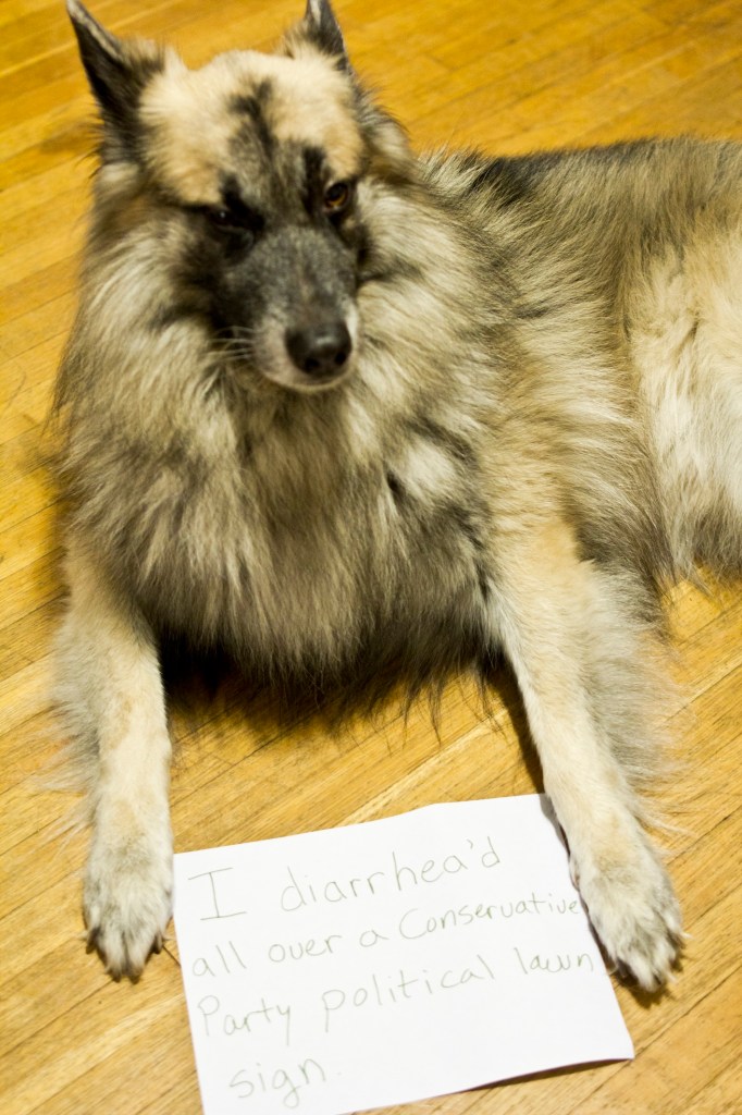 german shepherd with a sheet of paper