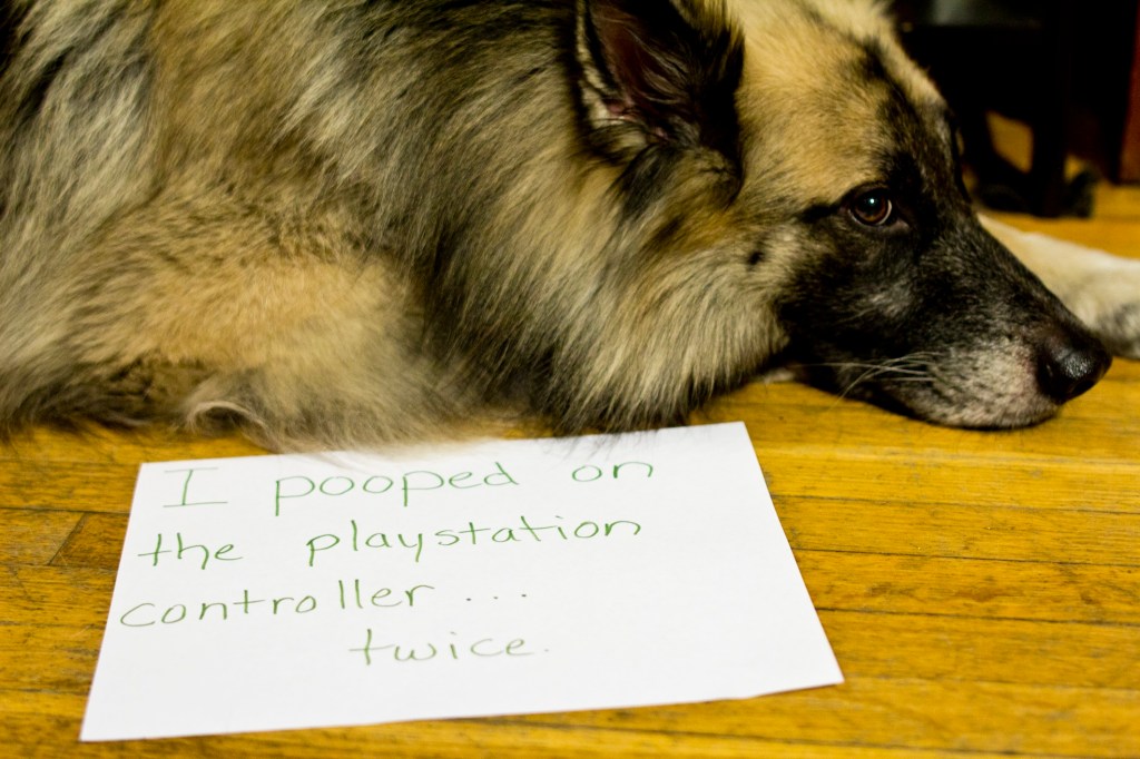 german shepherd with a sheet of paper