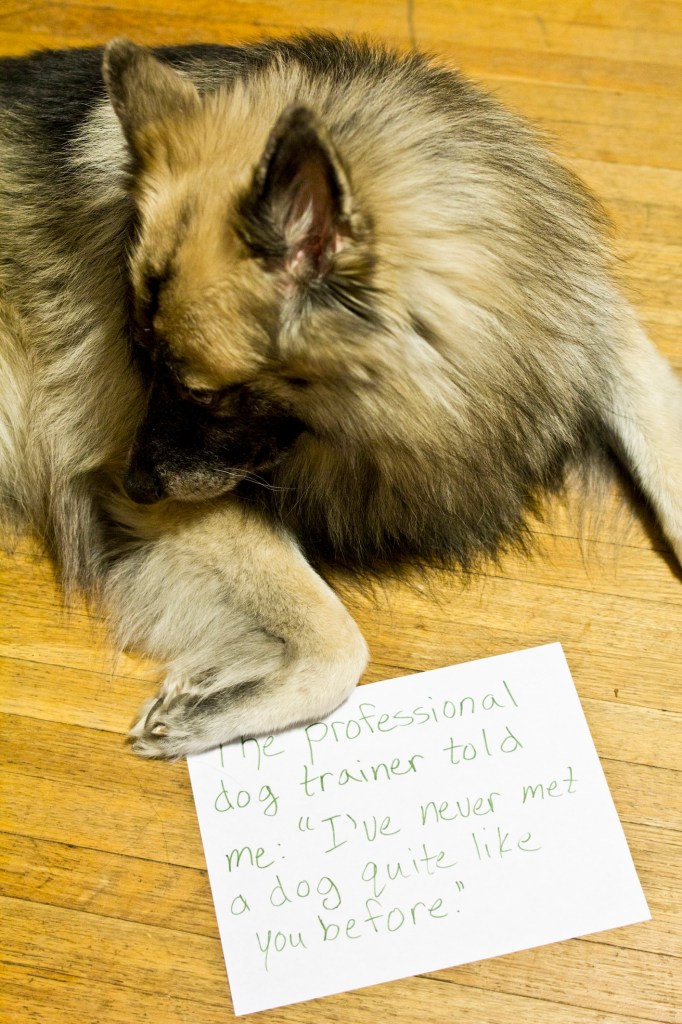 german shepherd with a sheet of paper