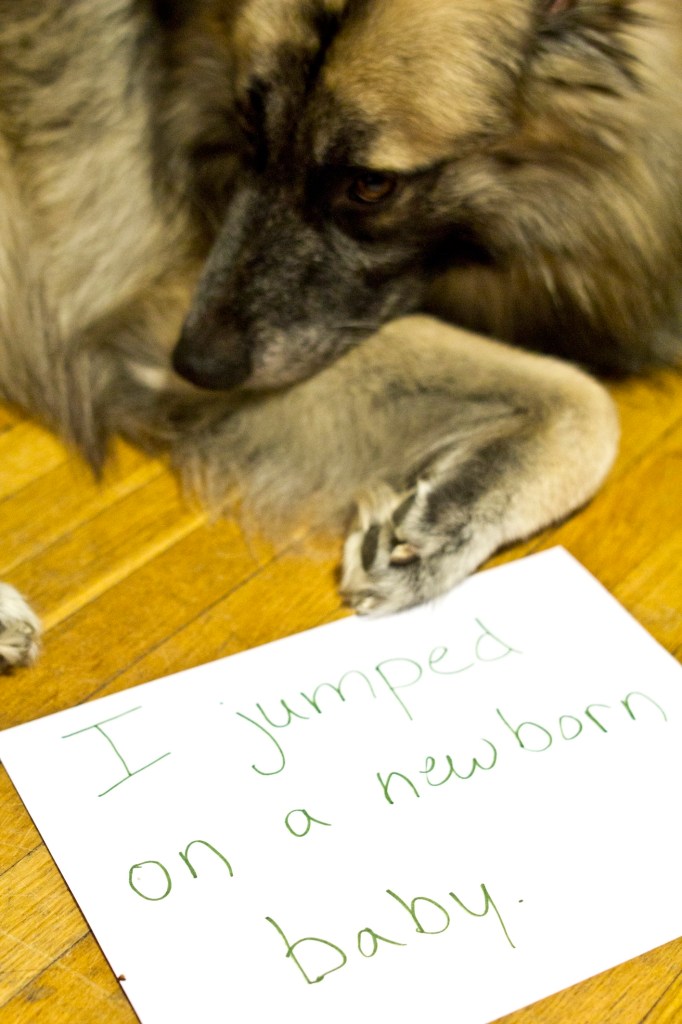 german shepherd with a sheet of paper