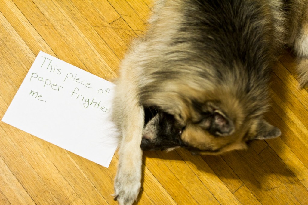german shepherd with a sheet of paper