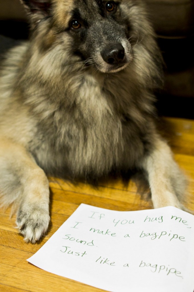 german shepherd with a sheet of paper